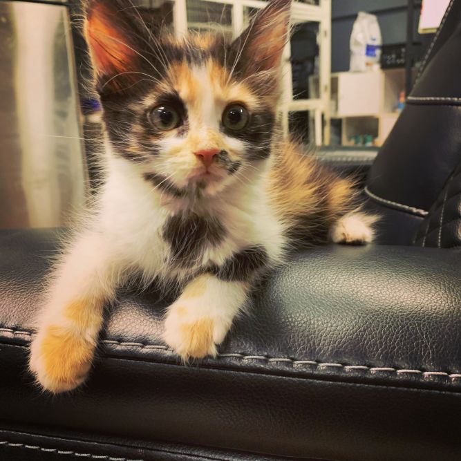 Friends United in Rescue