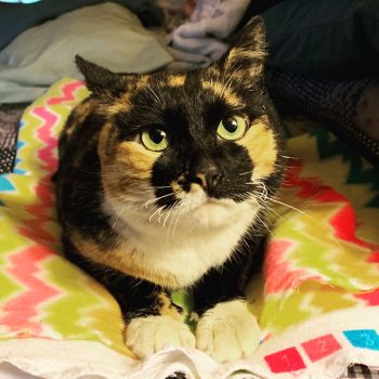 Turtle, Camp Fire Survivor, adopted 03/2019