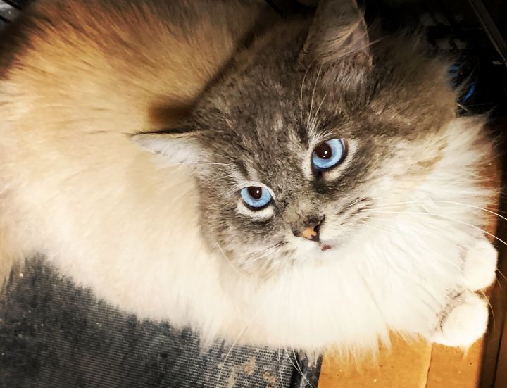 Ron, Camp Fire Survivor, FIV+, adopted summer 2019