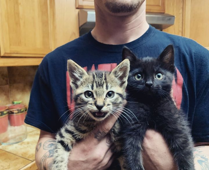 Jet and Joey, adopted June 2020