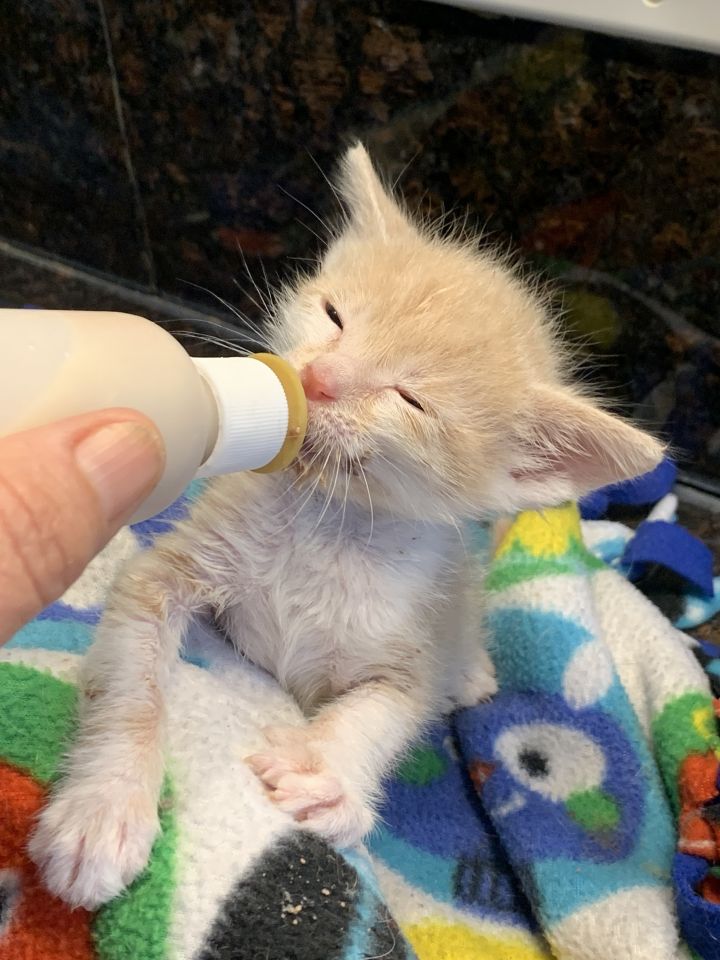 Pets for Adoption at CAT CARE AND RESCUE INC, in Chicago, IL Petfinder