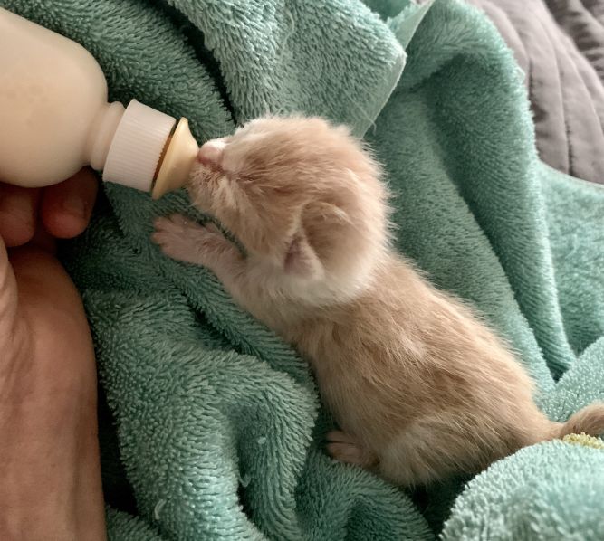 Pets for Adoption at CAT CARE AND RESCUE INC, in Chicago, IL Petfinder