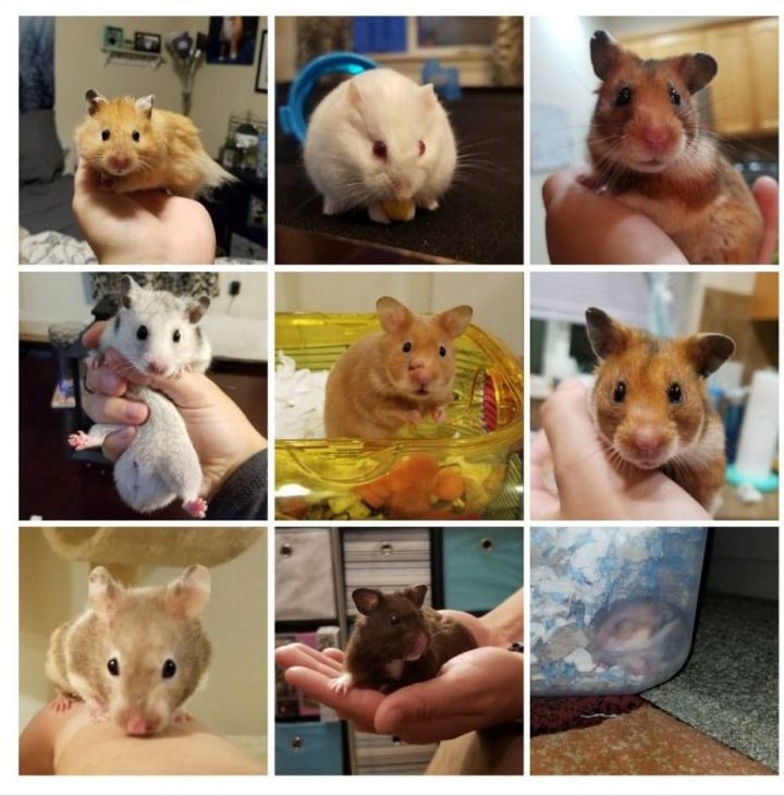 My first 9 rescues!