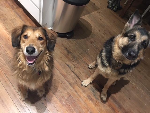 Barley, left, with his new sister.