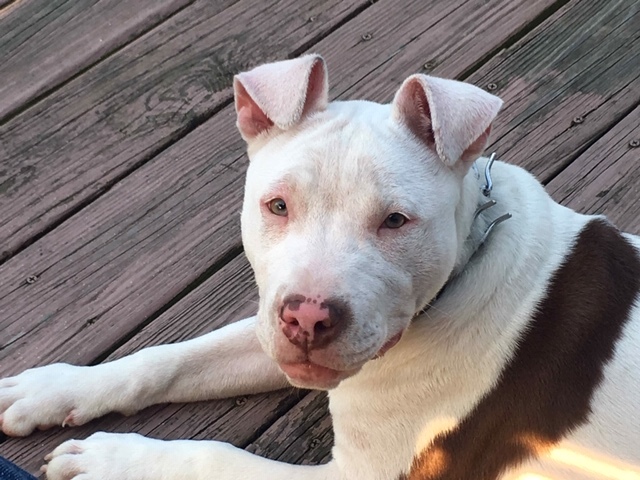 Sweet Pit Bull Mia