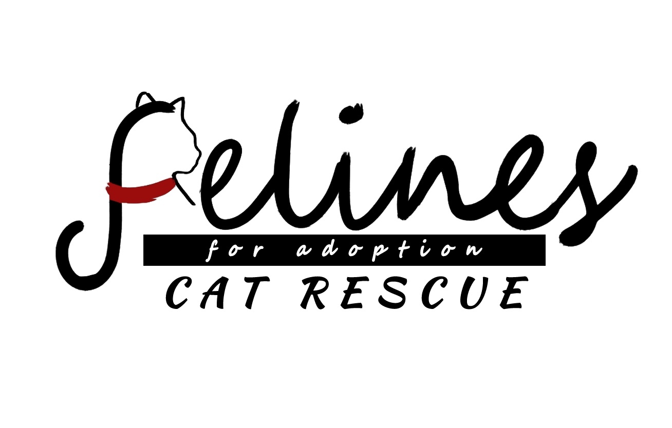 Felines For Adoption Cat Rescue