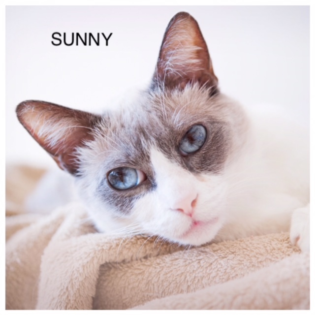 Sunny Side Up Cat Sanctuary