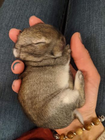 Hop on Home Rabbit Sanctuary baby bunny