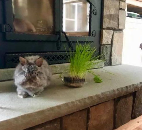 Clover, a Jersey Wooly bunny