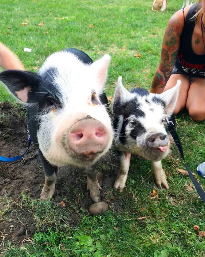 Pigsburgh Squealers Rescue