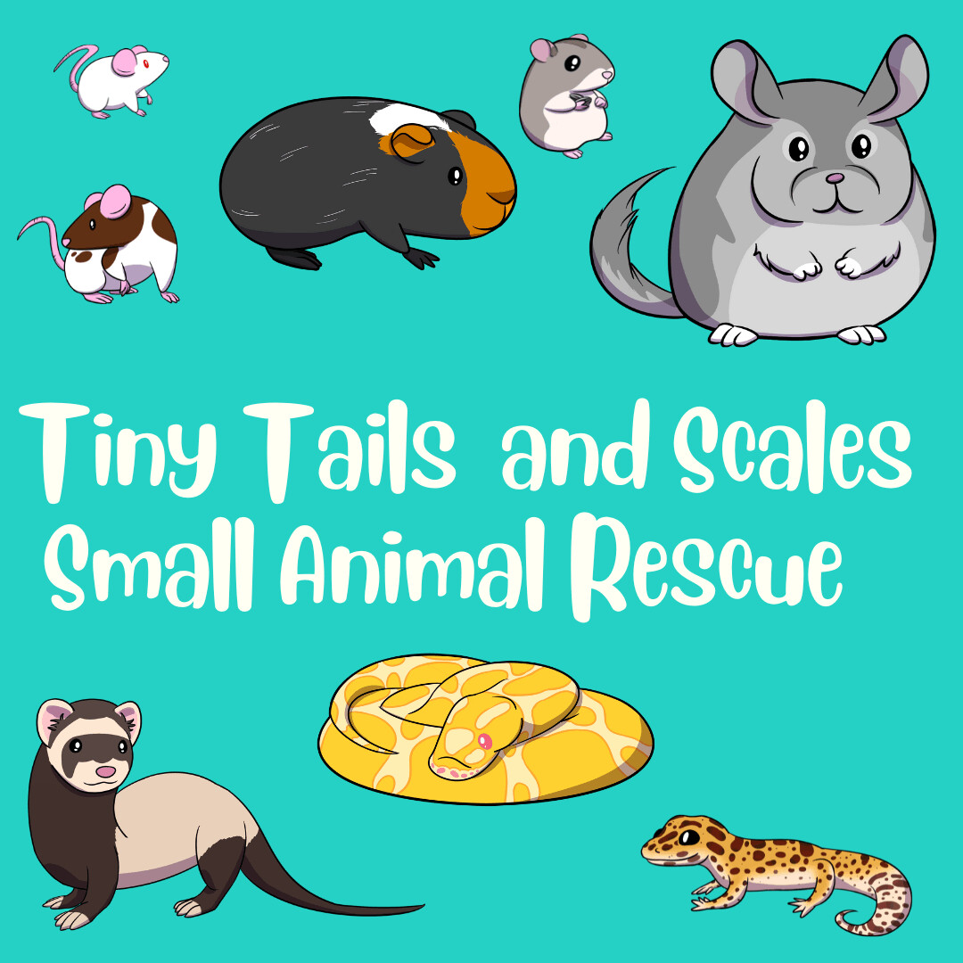 Small Animal Scales