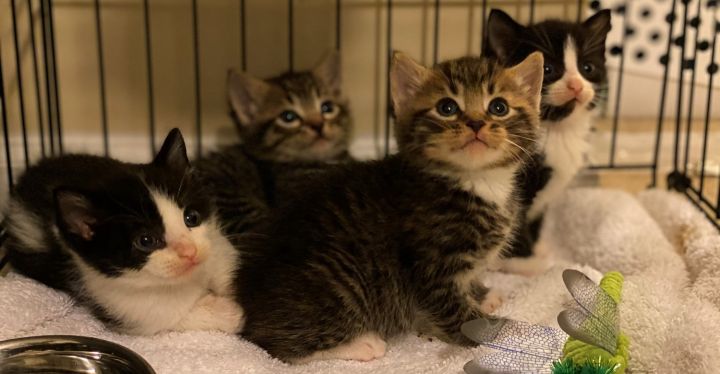 2020 Kittens from a Community Cat Colony