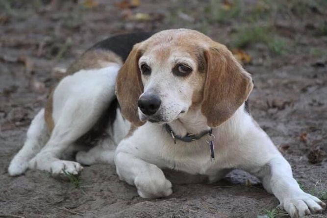 Beagle sanctuary hot sale