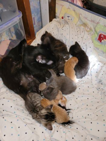 17 new kittens and more on the way