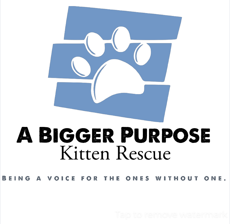 A Bigger Purpose Kitten Rescue