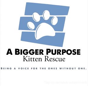 A Bigger Purpose Kitten Rescue