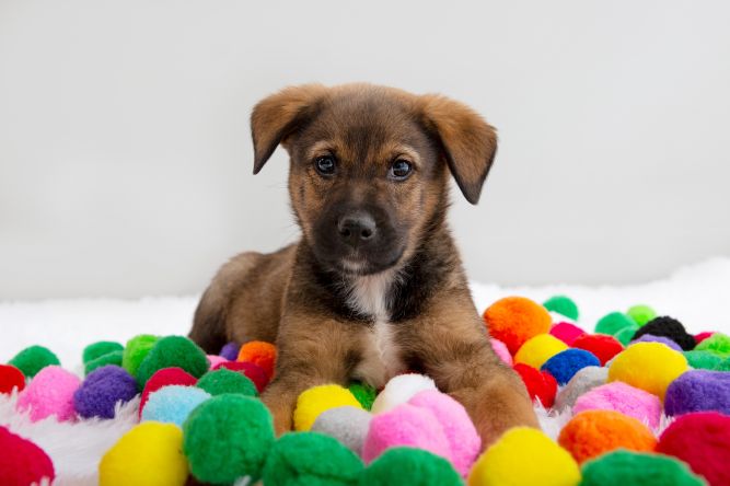 Best Friends Animal Society in Northwest Arkansas