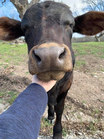 Meet Henry, the first calf we rescued!