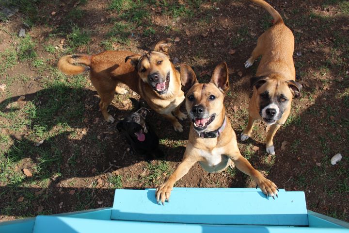 Meet our Rescue Dog's foster siblings!