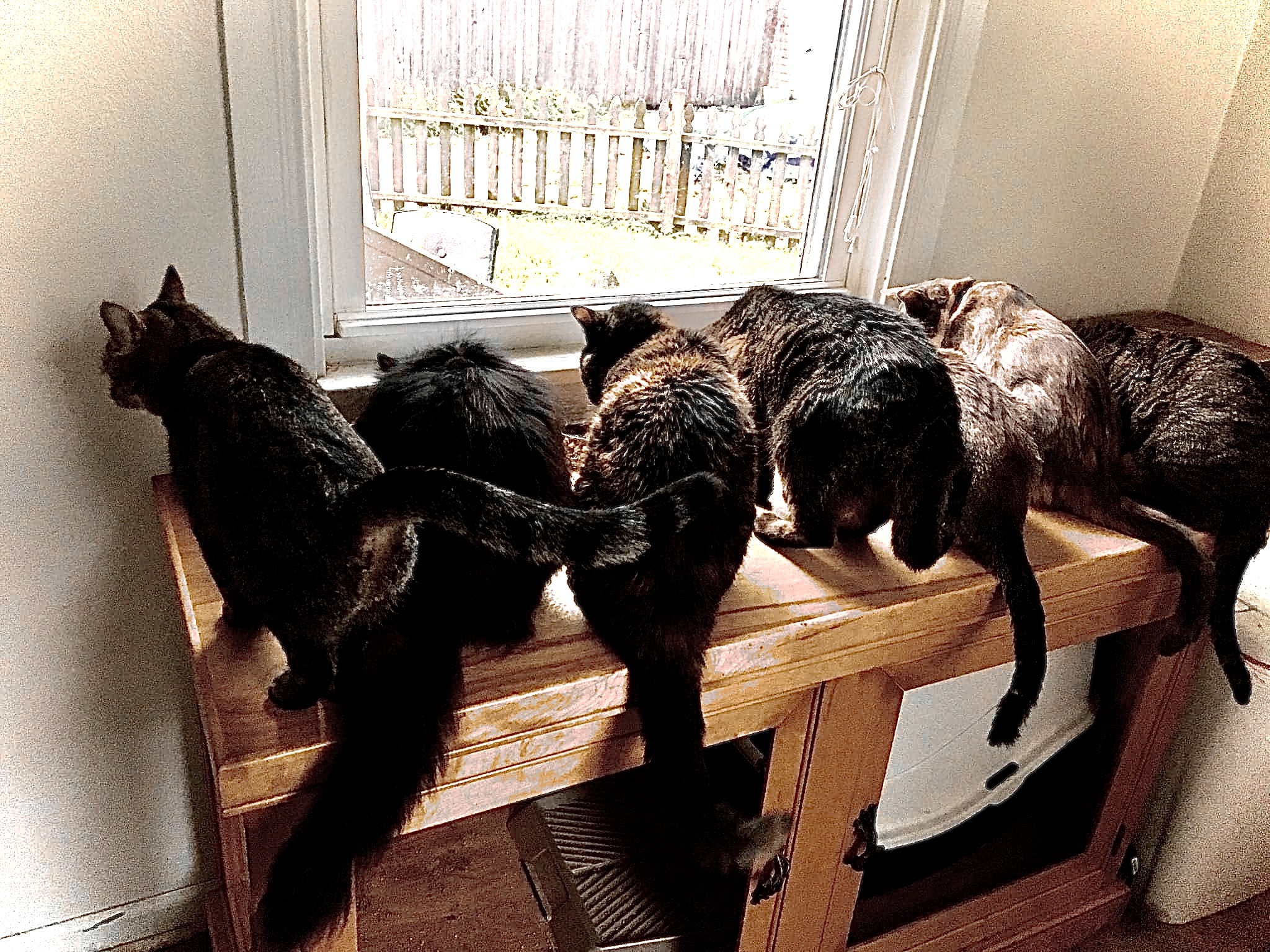 Purrfect Additions