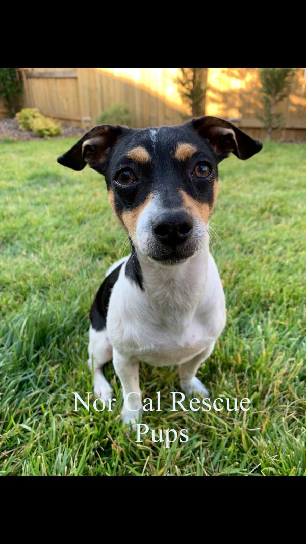Nor Cal Rescue Pups