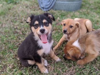 Athos, Porthos, and Aramis | Adopted 12/2020