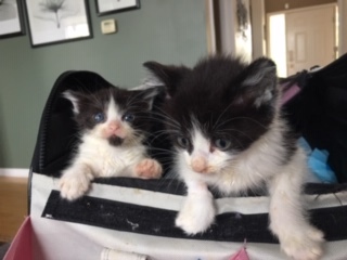 Orphan Kittens