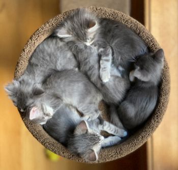 Uma's litter of six kittens