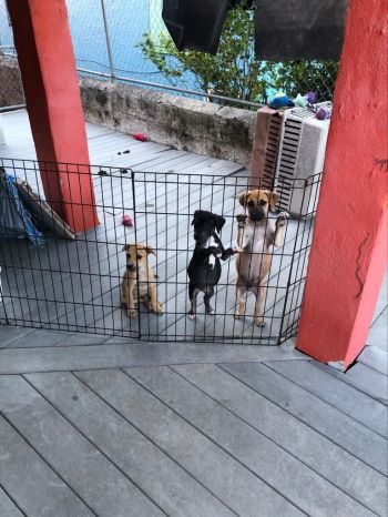 Rescued pups in the Bahamas