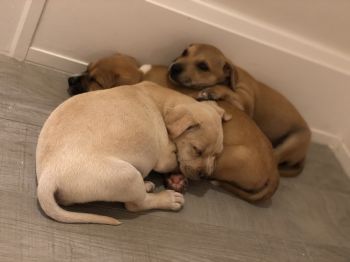 Some happy chunky foster pups!