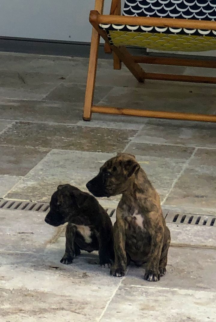 Brindle rescue siblings at their foster home