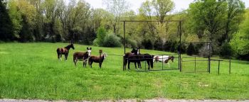 Happy horses!