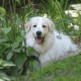 Barking Dog Farm Rescue