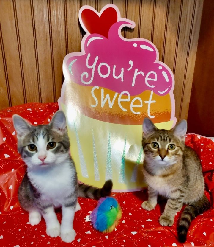 Pets for Adoption at Little Paws of Mt. Vernon, in Mount Vernon, IL