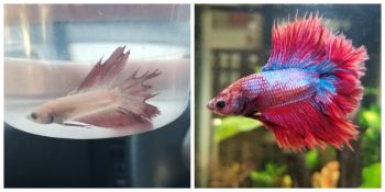 Philip's Before and After!