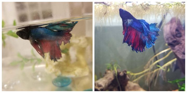Ozai's Before and After!