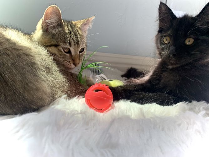 Sammie's Boarding School for Wayward Kittens