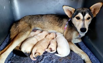 Husky mix and babies