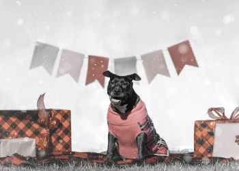 AURORA- TORY. RECENTLY ADOPTED!