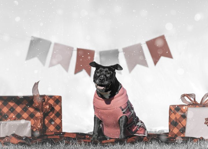 AURORA- TORY. RECENTLY ADOPTED!