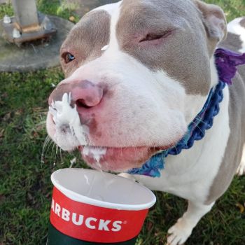 Boo Boos Pupachino yum yum