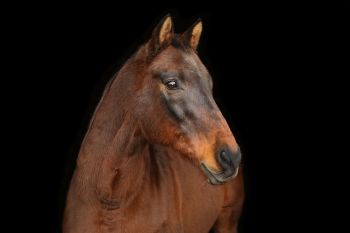 Charlie, one of our sanctuary horses.