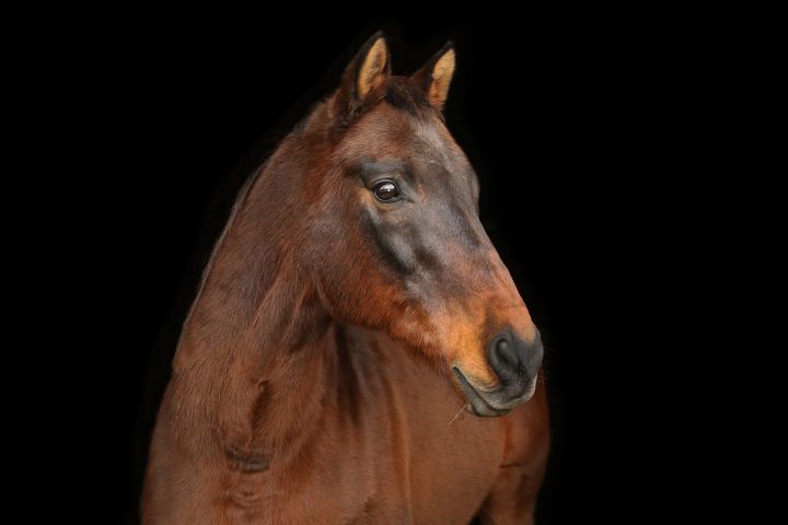 Charlie, one of our sanctuary horses.