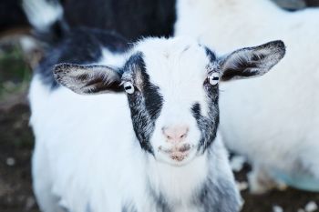 Gum Drop, one of our sanctuary goats.