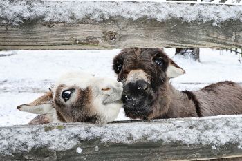 Figaro & Chaplin, our educational ambassadors.