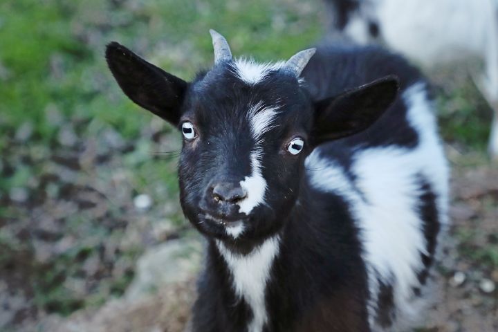 Peppermint, one of our sanctuary goats.