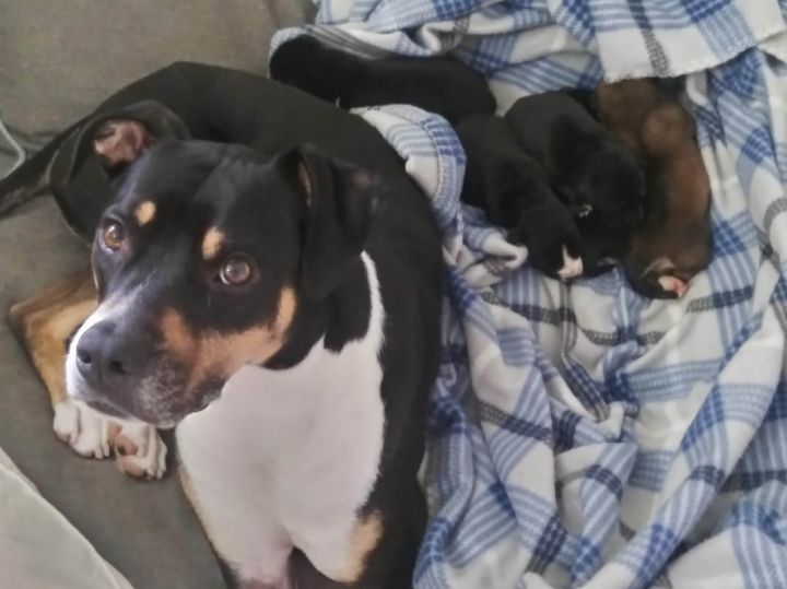 Task (Surrogate Dad) with a litter of puppies