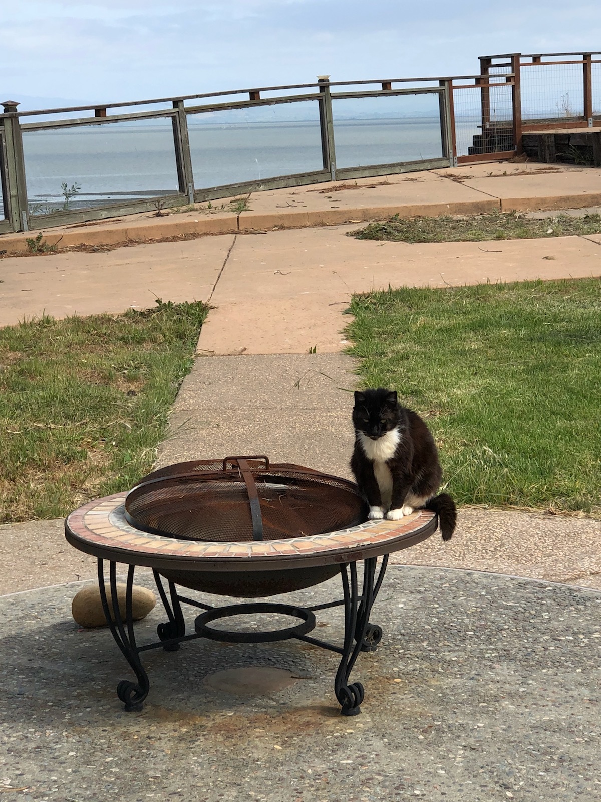 The Cat Garden Rescue