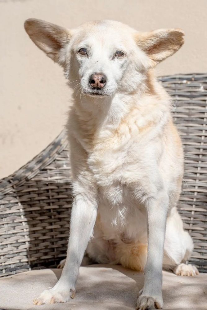 Barb's Dog Rescue