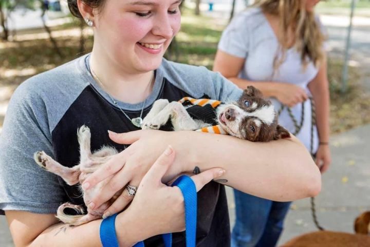 Pets For Adoption At Fort Worth Abandoned Animal Alliance In Benbrook Tx Petfinder